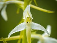 Zweiblättrige Waldhyazinthe Blüte